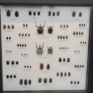 Display of Coleoptera specimens in the Taxolab, 2021-10-20