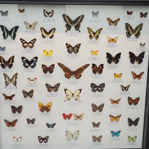 Display with Lepidoptera specimens in the Taxolab, 2021-10-20