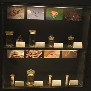 Display with Arachnid specimens in the Taxolab, 2021-10-20