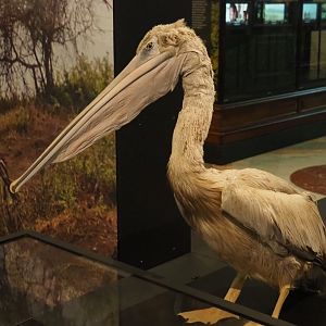 Pink-backed pelican (Pelecanus rufescens) specimen, 2021-10-20