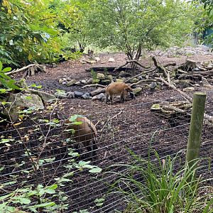 Red river hog enclosure 120821