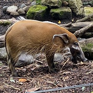 Red river hog 120821