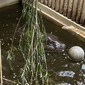 Pygmy hippopotamus 120821