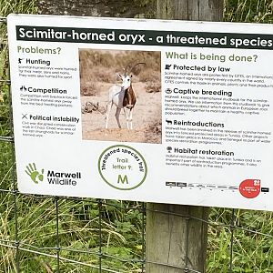 Signage for Scimitar-horned oryx 120821