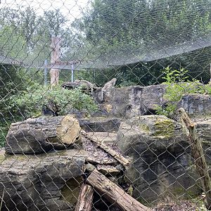 Snow leopard enclosure 120821