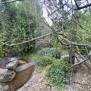 Life in the Trees - Binturong enclosure 120821
