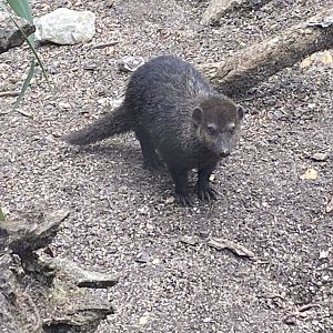 Life in the Trees - Cusimanse 120821