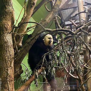 Life in the Trees - White-faced saki 120821