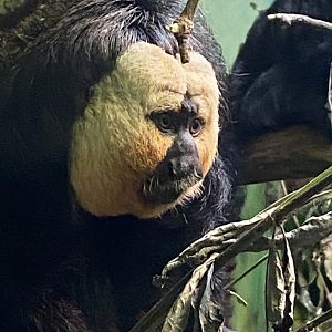 Life in the Trees - White-faced saki 120821