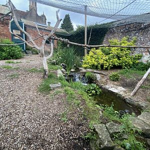Life in the Trees - Black-and-white ruffed lemur enclosure 120821