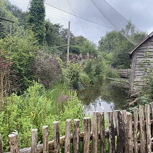 Life among the Trees - Siamang enclosure 120821
