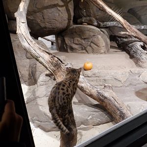 NEW - Black- footed cat at the Greensboro Science Center