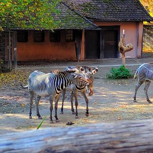 Grevys Zebras