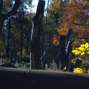 Part of Great one horned Rhino Enclosure