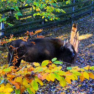 European Bison