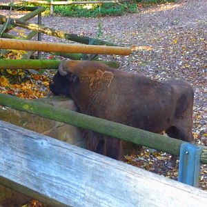 European Bison