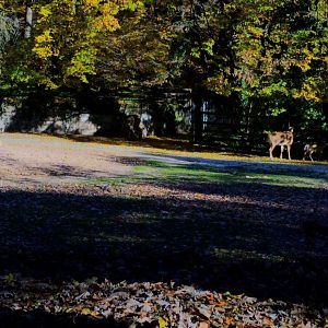 Indian Savannah Enclosure