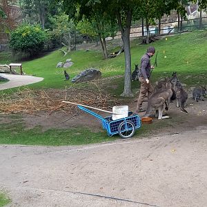 Kangaroo Walk-through enclosure