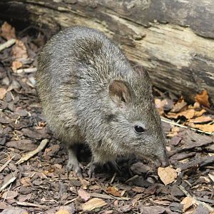 Long-nosed potoroo