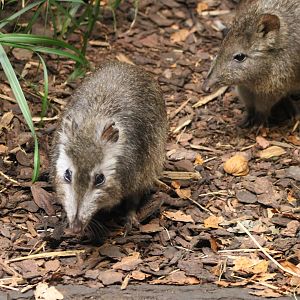 Odd-colored Long-nosed potoroo ( and a normal-colored one )