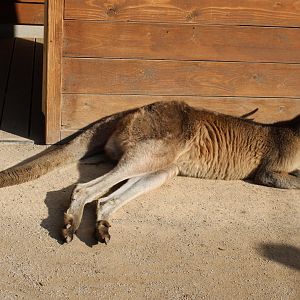 Tasmanian Eastern grey kangaroo