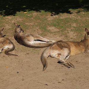 Tasmanian Eastern grey kangaroos