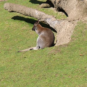 Red-necked wallaby