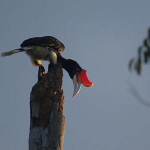 rhinoceros hornbill januari 2020 kinabatang river