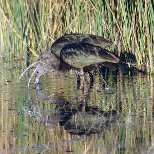 Juvenile White-faced Ibis