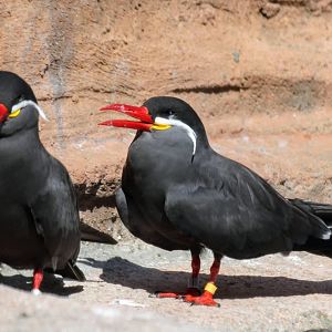 Inca Terns