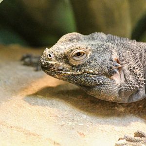 Common Chuckwalla