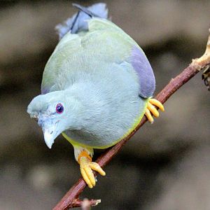 Bruce's Green Pigeon