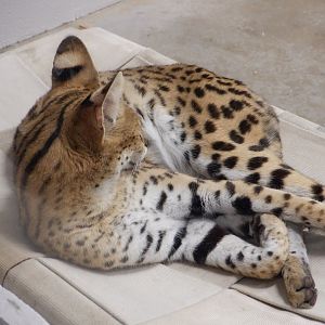 Tut the Serval at the Greensboro Science Center