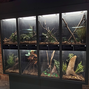 Oct. 2021 - Museum of Science - Arthropods - Beetles Exhibits