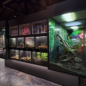 Oct. 2021 - Museum of Science - Arthropods - Scorpion, Millipede, Tarantula Exhibit