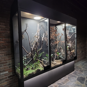 Oct. 2021 - Museum of Science - Arthropods - Chinese Mantis + Grass Spider Exhibits