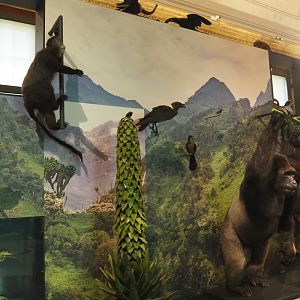 Albertine Rift montane habitats display with animal and plant specimens, 2021-10-20