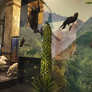 Albertine Rift montane habitats display with animal and plant specimens, 2021-10-20