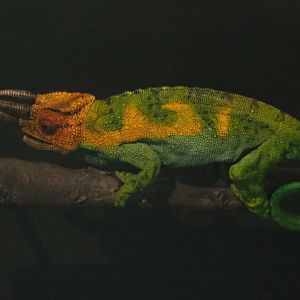 Johnston's chameleon or Ruwenzori three-horned chameleon (Trioceros johnstoni) replica, 2021-10-20
