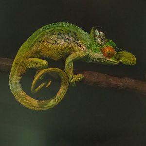 Strange-horned chameleon or Rwenzori plate-nosed chameleon (Kinyongia xenorhina) replica, 2021-10-20