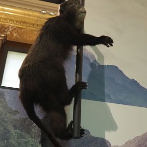 Blue monkey (Cercopithecus mitis) specimen, 2021-10-20