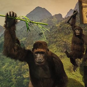 Eastern gorilla (Gorilla beringei) specimens, 2021-10-20