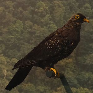 African olive pigeon (Columba arquatrix) specimen, 2021-10-20