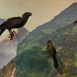 Bird specimens in the Albertine Rift montane habitats display, 2021-10-20