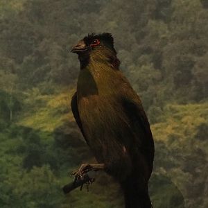 Rwenzori turaco (Gallirex johnstoni) specimen, 2021-10-20