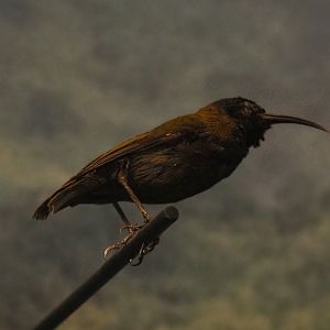 Rwenzori  blue-headed sunbird (Cyanomitra alinae) specimen, 2021-10-20