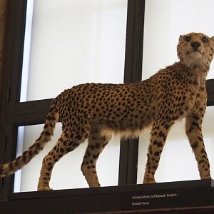 Cheetah (Acinonyx jubatus) specimen, 2021-10-20
