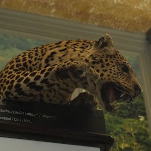 African leopard (Panthera pardus pardus) specimen, 2021-10-20