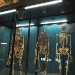 Gorilla, Chimpanzee and Human skeletons, 2021-10-20