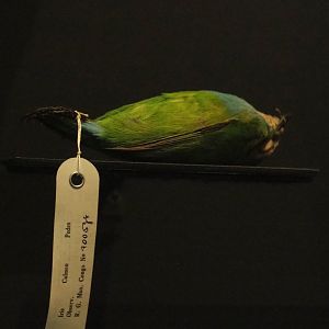 Grauer's broadbill (Pseudocalyptomena graueri) specimen, 2021-10-20